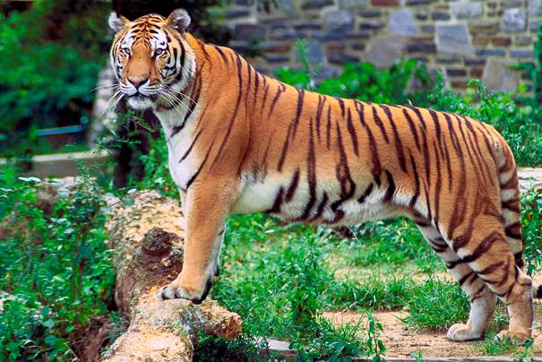 https://upload.wikimedia.org/wikipedia/commons/4/49/Panthera_tigris_tigris.jpg