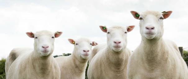 Zijn gekloonde schapen gezond? | KIJK Magazine