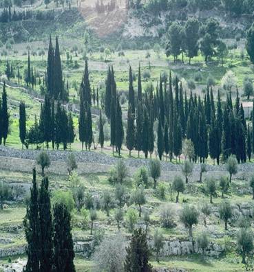 Tuin van Gethsemane