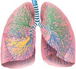 anatomie-longen