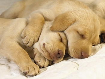 2 puppies slapen