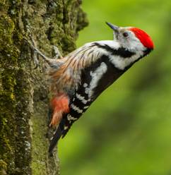 Middle-spotted Woodpecker - HungaryCS4E4424 (16224259449) (cropped).jpg