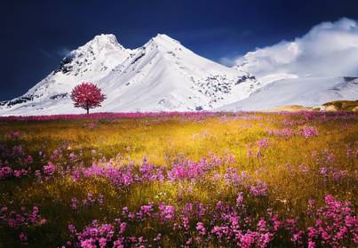 Bergen, Alpen, Weide, De Zomer, Landschap, Geel