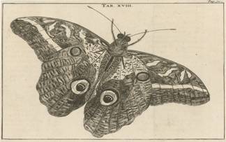 Surinaamse reuzenvlinder XVIII - PICRYL Public Domain Image